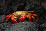 crab-63084_1280