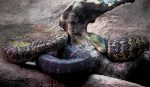 jamaican-boa-7733786_1280