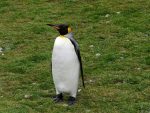 king-penguin-4702100_1280