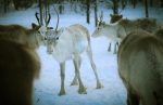 reindeer-4755827_1280 (1)