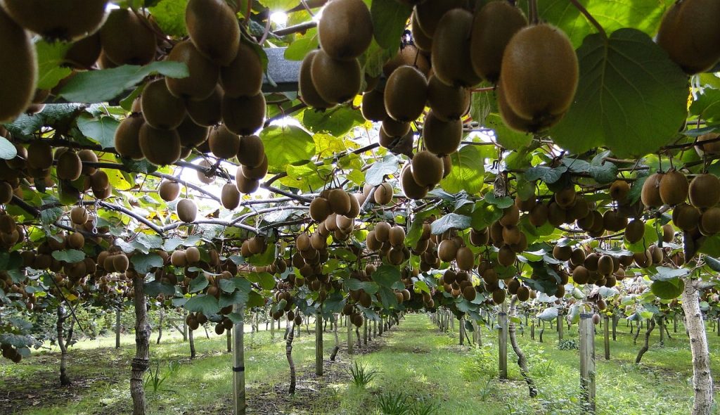 Βόρεια Ελλάδα: Μαζικές εκριζώσεις ροδακινιών, με τις ακτινιδιές να παίρνουν τη θέση τους