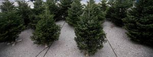 Θεσσαλονίκη: Περίπου 6.000 χριστουγεννιάτικα δέντρα εκτιμάται πως θα ανακυκλωθούν – Ανακοινώσεις των Δήμων