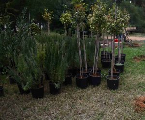 Θεσσαλονίκη – Τριανδρία: Εθελοντές φύτεψαν 1.000 δέντρα στο υπό διαμόρφωση περιαστικό δάσος