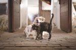 dog-5883275_1280