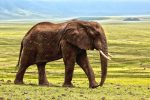 elephant-1421167_960_720 (1)