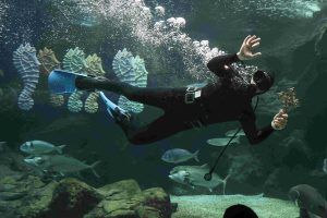 Θεοφάνεια 2025: Εντυπωσιακές εικόνες από τον αγιασμό των υδάτων στο ενυδρείο Κρήτης