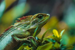 Θεσσαλονίκη -Zootechnia: Ερπετά, αμφίβια και ψάρια από όλο τον κόσμο – Τα σπάνια είδη που κλέβουν την παράσταση