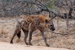 kruger-2727258_960_720
