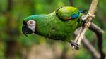 parrot-4132823_1280 (1)