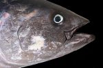 tuna-1617467_960_720