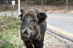 agriogourouno