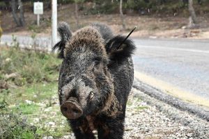 Οικογενειακώς πήγαν για… καφέ τα αγριογούρουνα στην Πετρούπολη (Vid)