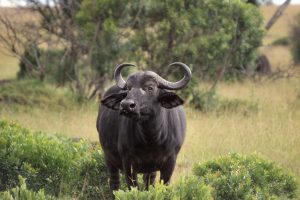 ΒΙΝΤΕΟ: Αυτός είναι ο King Kong, ο ψηλότερος νεροβούβαλος στον κόσμο που έγινε viral!