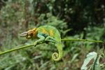 chameleon-6107455_1280