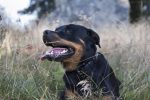 dog-455225_1280 (1)