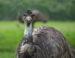 emu-3479510_1280