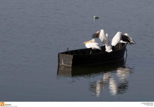 Φλώρινα: Κρούσματα της γρίπης των πτηνών σε αργυροπελεκάνους