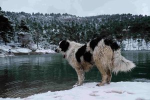 Τρίκαλα: Αναγκαία η φροντίδα των αδέσποτων ζώων κατά τη χειμερινή περίοδο