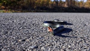 Κορίτσι κουβαλάει τη μητέρα του που δάγκωσε φίδι για 5 χιλιόμετρα αλλά…δεν κατάφερε να τη σώσει