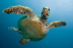 turtle-2250720_1280 (1)