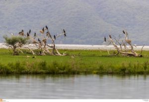 Γρίπη των πτηνών: Νέο κρούσμα σε ελληνική λίμνη – Ζητούν τη λήψη μέτρων