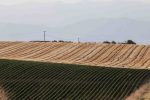 agrotes