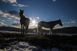 Ο τελευταίος σαγματοποιός στη Λέσβο: “Είναι παλαβάδα η δουλειά μας – Κι από παλαβούς στερέψαμε”