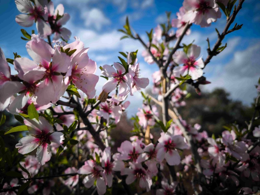 Με ήλιο και άνοδο της θερμοκρασίας κάνει «ποδαρικό» ο Μάρτιος – Τοπικές βροχές σε Κυκλάδες και Κρήτη