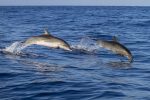 animal-3034431_1280