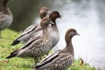 australian-wood-ducks-8012590_1280