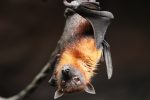 bat-4887509_1280