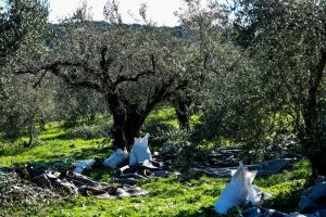 “Agrojob”: Η καινοτόμα έξυπνη και δωρεάν πλατφόρμα για αναζήτηση εργασίας στον αγροτικό τομέα