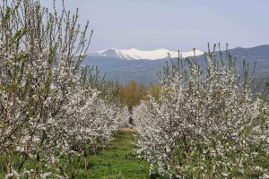 Καιρός: Τέλος ο “χειμώνας”, επιστρέφει η άνοιξη κι ανεβαίνει η θερμοκρασία – Θυελλώδεις βοριάδες