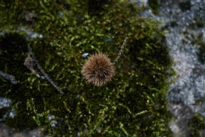 Λάρισα: Οι κρυφές ομορφιές της Σκήτης Αγιάς – Ένα χωριό που δεν κάνει “θόρυβο” αλλά κερδίζει τους επισκέπτες