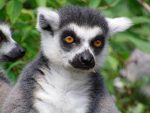 lemur-275506_1280