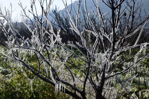 Ευρεία σύσκεψη στο ΥΠΑΑΤ για την αντιμετώπιση του παγετού στις καλλιέργειες