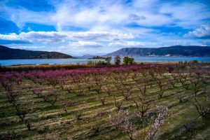 Κοζάνη: Αγωνία για το μέγεθος της ζημιάς στις δενδροκαλλιέργειες από την παγωνιά στην Δυτική Μακεδονία