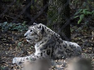 Βίντεο από τη σπάνια συνάντηση τουριστών με λεοπάρδαλη του χιονιού γίνεται viral!