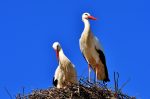 storks-2525893_1280