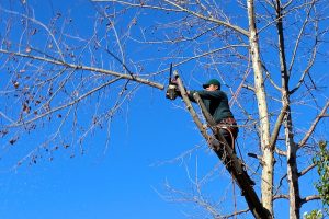 ΔΥΠΑ: Ξεκίνησαν οι αιτήσεις για το νέο επιδοτούμενο πρόγραμμα κλαδέματος δέντρων στο νομό Άρτας