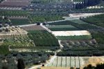 Agrotia