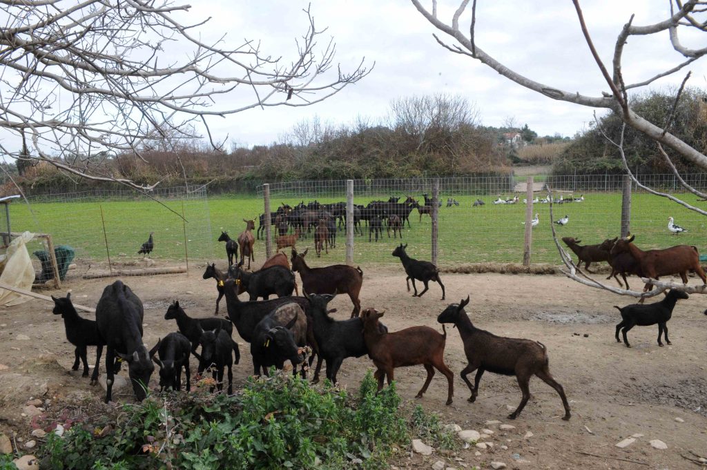 Μόνο με τοποθέτηση ενδοστομαχικού βόλου στα αιγοπρόβατα θα δίνεται η επιδότηση στους κτηνοτρόφους