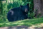 black-bear-4361435_1280