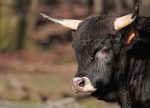 buffalo-7852653_1280 (1)