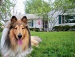 collie-2244194_1280