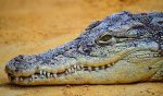 crocodile-875274_1280