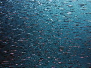 OptiFish: To καινοτόμο πρόγραμμα της ΕΕ που διαμορφώνει το μέλλον της αλιείας στην Ευρώπη