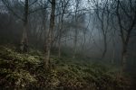 foggy-4660940_1280