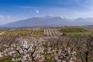Ιάπωνας διπλωμάτης αφήνει τις ανθισμένες κερασιές στην πατρίδα του για να θαυμάσει το θέαμα στην Πέλλα – ΦΩΤΟ
