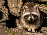 raccoon-2392201_1280